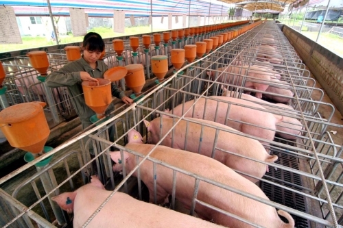 飼料行業(yè)迎紅利：玉米看跌 禽畜養(yǎng)殖忙補(bǔ)欄