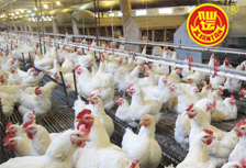 仙壇股份一季報(bào)點(diǎn)評(píng)：禽業(yè)鏈反轉(zhuǎn)成就高業(yè)績(jī)