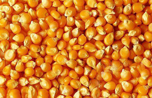 選用新飼料原料的判別原則