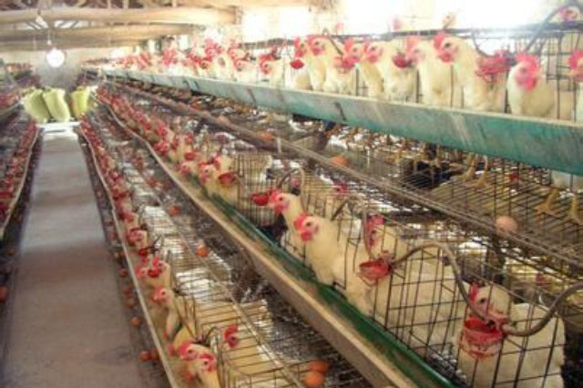 蛋雞群免疫—營養(yǎng)、管理、藥物彌補不了免疫的缺失