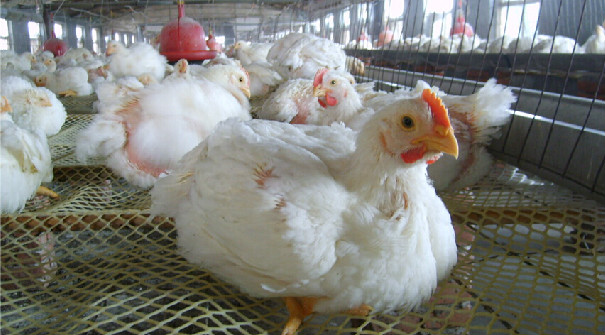 肉雞飼料配方設計原理