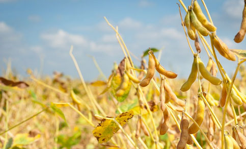 美經(jīng)濟學(xué)家：6月1日美國大豆庫存預(yù)計為9.605億蒲式耳